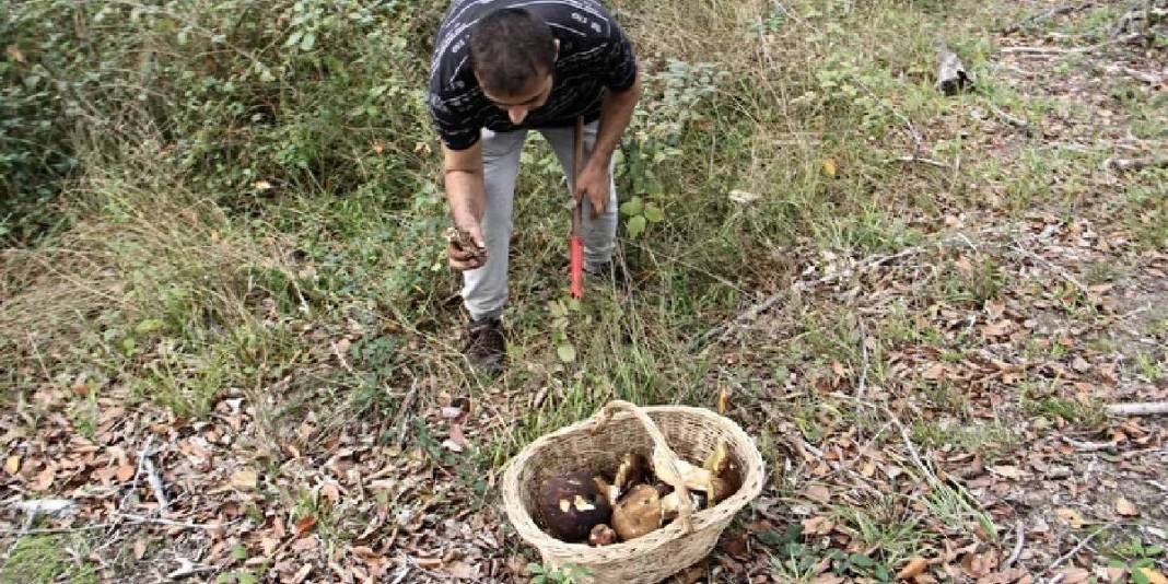 Dağ tepe geziyor tek tek topluyorlar! Yerel halkın para kaynağı: Kilosu 600 TL ediyor 1